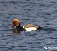 华体会登录入口-focus什么意思