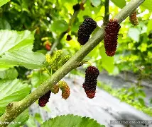 华体会-2?鴻d葚罿@拲敻B籇譲c蒆nT\蘉?氨蕥綺嬍鎌f滣7*c咷